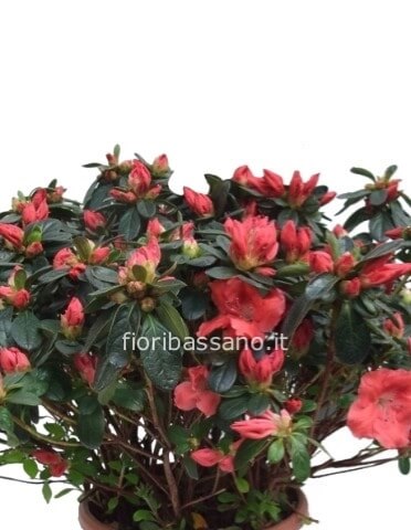 Azalea in vaso