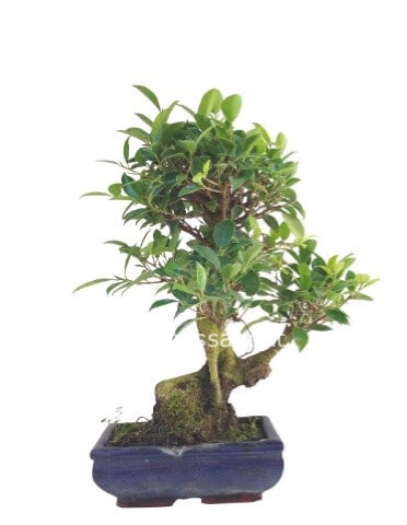 Bonsai generico,