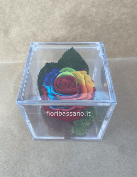 Rosa stabilizzata bocciolo multicolor