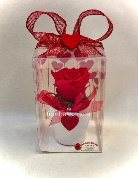 Rosa vera stabilizzata 